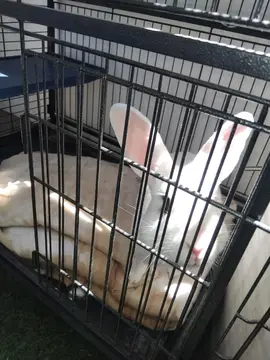 lapin