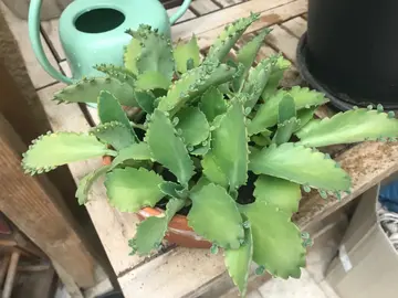 plante grasse étonnante