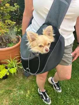 sac de transport pour petit chien