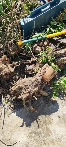 Déchets verts à saisir GRATUIT