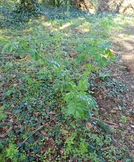 plants de sureaux noirs, les fleurs sont comestibles