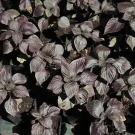 plant de shiso