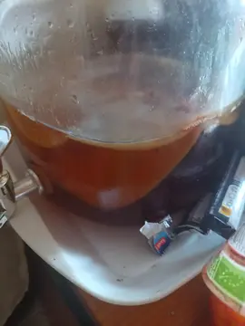 kombucha