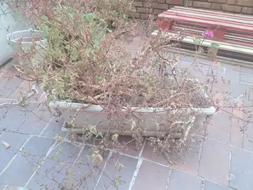 jardinières pour balcons