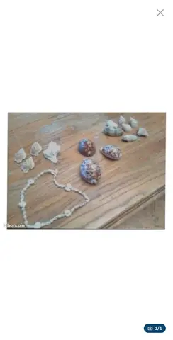 Coquillages