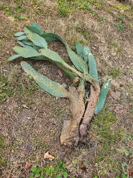 Un ou plusieurs morceaux de cactus