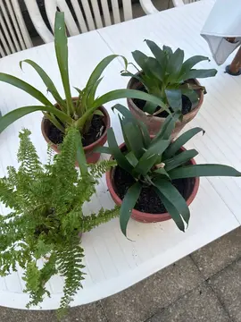 donne 4 plantes vertes