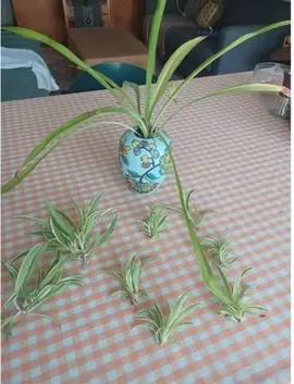 Boutures plante araignée