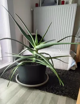 Aloe Véra