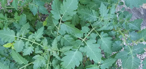 plans de tomates