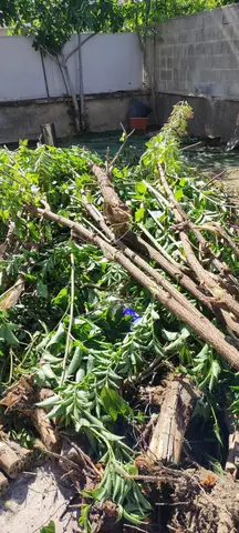 Souches Branches Arbres GRATUIT