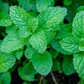 menthe fraîche bio coupée