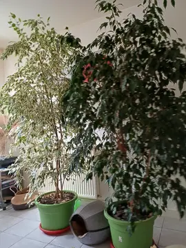 a donné deux grand ficus