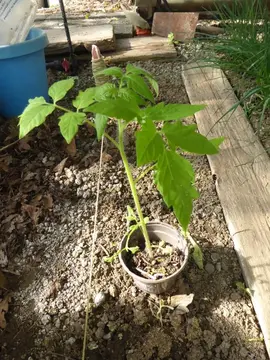 Plants de tomates