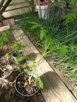Plants de tomates