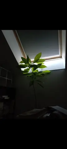 Avocatier 1m80