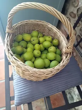 noix vertes
