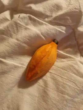 Souvenir fève de cacao