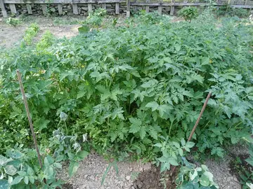 plants de tomates cerises