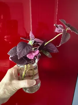 boutures coleus