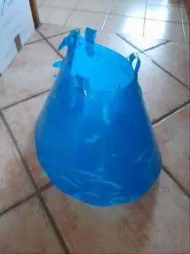collerette pour chien