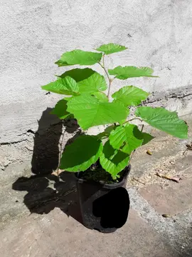 Noisetier 20cm~