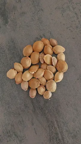 20 noyaux d'abricot bio