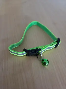 collier pour chat réglable