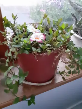 Plante Misère