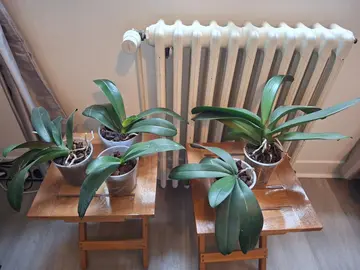 5 orchidées