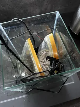 petit Aquarium 10l