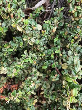 arbustes (à priori des Cotoneaster horizontalis)