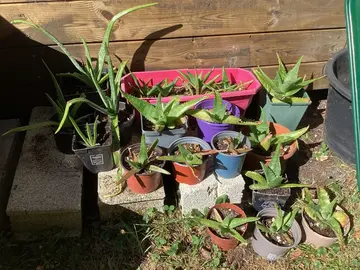 plantes aloès