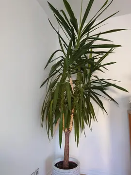 Yukka - Plante à donner