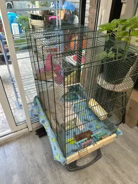 cage oiseaux