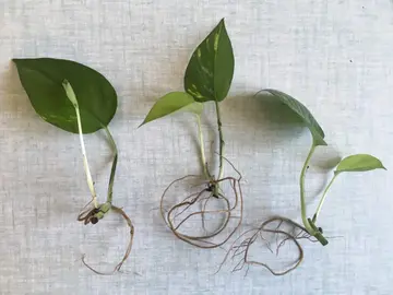 Boutures Pothos Golden