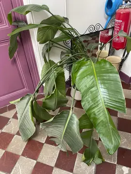 Plante verte - Stelitzia