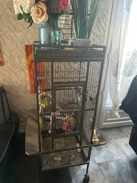 cage grande perruche