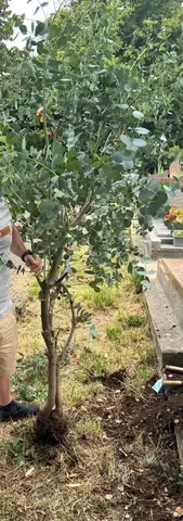 eucalyptus 2m