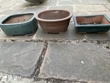 lot 3 pot à bonsaï