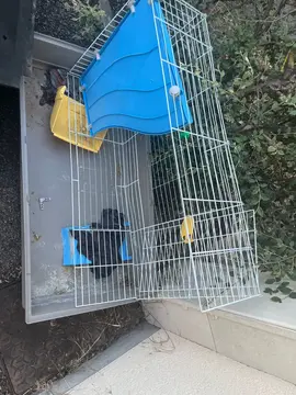cage à lapin