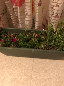 Jardinière de couleur verte, 40 cm, plantée de fleurs.