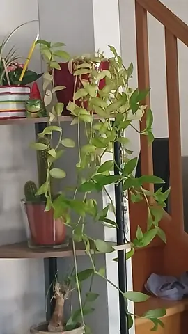 boutures plantes misères