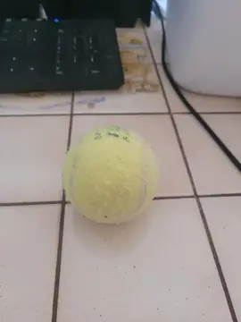 petite balle pour chien