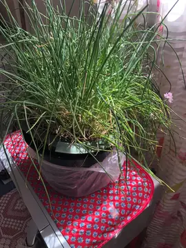 Ciboulette en pot