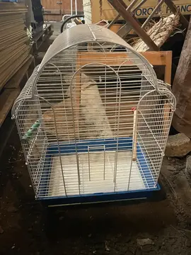 cage oiseau