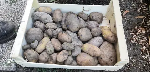 Plans de pommes de terre 3