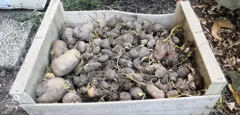 Plans de pommes de terre 4