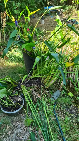 Plantes de bassin
