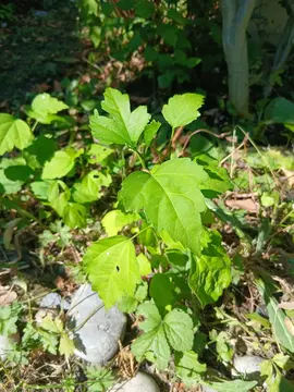 pousse hibiscus violet